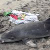 Mysterious Dolphin Death Rate 7 Times Higher Than Normal